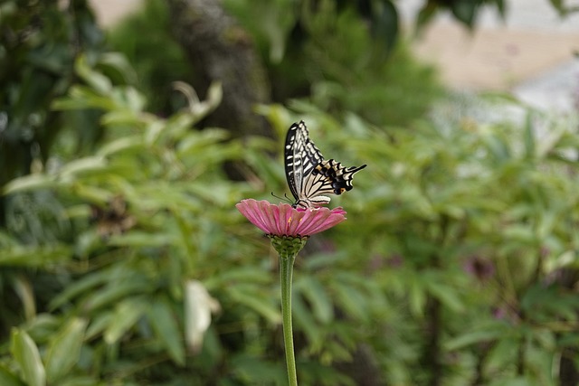 在这个光芒